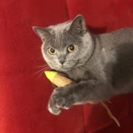 Zeynep