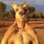 Kangurular