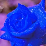 Melike