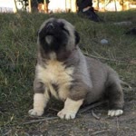 Murat