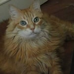 Barbaros