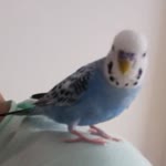 Cemile