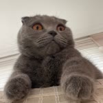 Tülay