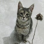 Nihal