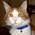 Ali