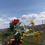 Ceyda