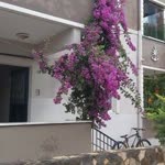 Gulcan