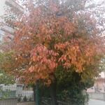 Meryem