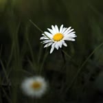 Elif