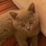 Necla