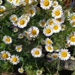 Serpil