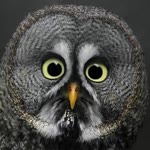 Elif