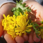 Meral