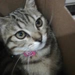 Fatma