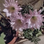 Dilek