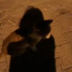 Fatma