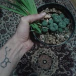Kubilay