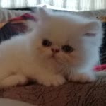 Meryem