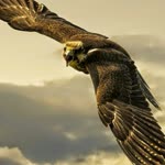Feyyaz
