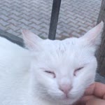 Türkü