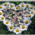 Elif