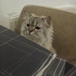 Oguz