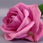 Mensure