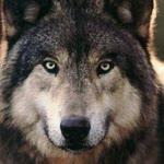 Oktay