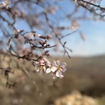 Şilan