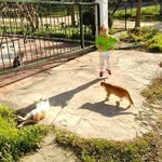 Cenk