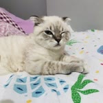 Hülya