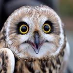 Dilek