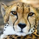 Sultan