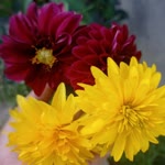 Asmin