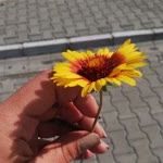 Seher