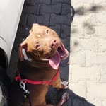 Erol