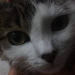 Yeşim
