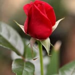 Metin