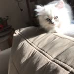 Ferdi