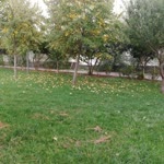 Bulut