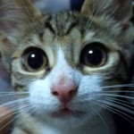 Efe