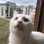 Narsu