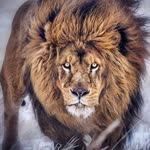 Soner