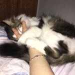 Melek