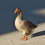 Ozge