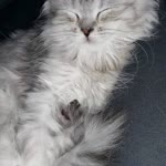 Derya