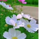 Handan