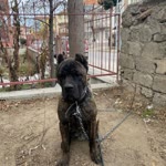 Mustafa