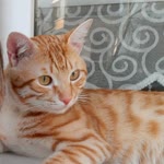 Dilan