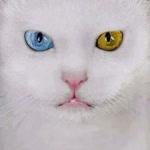 Serhat